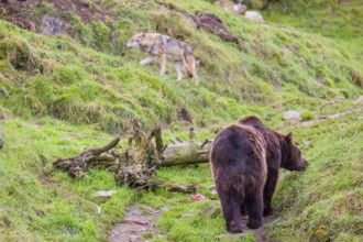 A eurasian brown bear (Ursus arctos arctos) meets an european gray wolf (Canis lupus lupus)