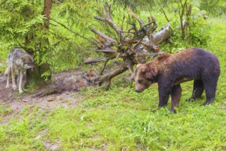 A young male European brown bear (Ursus arctos arctos) runs across a meadow directly towards a gray