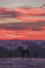 A female roe deer (Capreolus capreolus) stands in a meadow after a very cold night and waits for