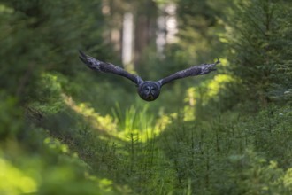 One great grey owl (Strix nebulosa) flying through a forest