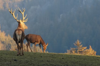 A red deer stag (Cervus elaphus) and a hind stand in a meadow in the low light of a winter's day. A