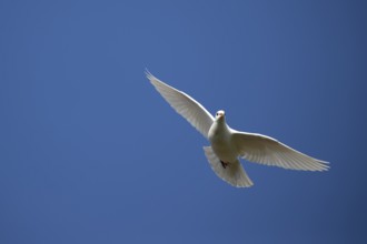 White or Release dove (Columba livia domestica) adult bird in flight, England, United Kingdom,