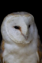 Barn owl (Tyto alba) adult bird head portrait, England, United Kingdom, Europe