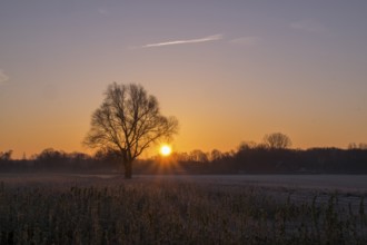 A single tree in a field at sunrise, the landscape is bathed in warm light, Ahaus, Münsterland,