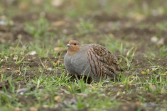 Grey or Hungarian or English partridge (Perdix perdix) adult bird in a farmland cereal field,