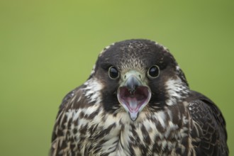 Peregrine falcon (Falco peregrinus) juvenile bird of prey calling, Scotland, United Kingdom, Europe