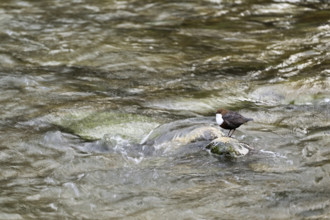 White-throated Dipper (Cinclus cinclus), sitting on a stone in a river, Canton Zurich, Switzerland,