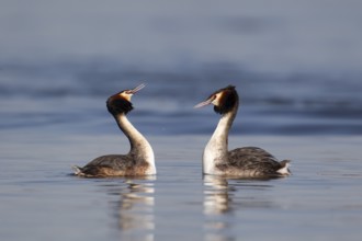 Great crested grebe (Podiceps cristatus) two adult birds performing their courtship love display on