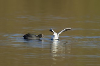 Eurasian coot (Fulica atra) and Black-headed gull (Chroicocephalus ridibundus) adult birds on a