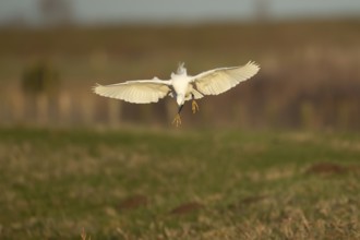 Little egret (Egretta garzetta) adult bird flying on approach to land on grassland, England, United