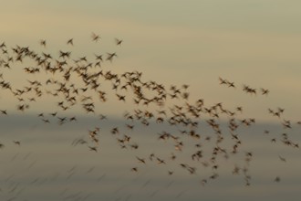 Common pochard duck (Aythya ferina) adult birds flying in a flock, slow motion blur image, England,