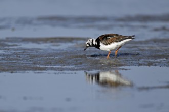 Turnstone (Arenaria interpres), foraging in the mudflats at low tide, Texel, North Holland,