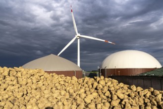 Biogas plant produces gas from various biomass, here the sugar beet storage, the electricity is