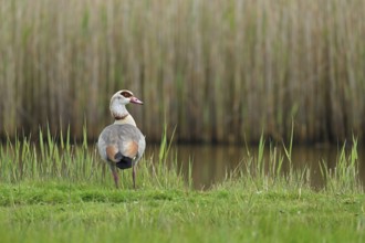 Egyptian goose (Alopochen aegyptiaca), male standing at the edge of a pond, Texel, West Frisian