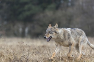 One young male eurasian gray wolf (Canis lupus lupus) running over a meadow. Dark forest in the