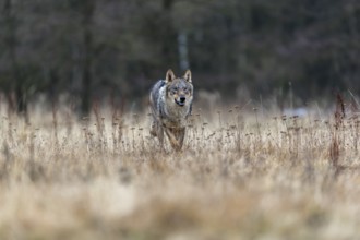 One young male eurasian gray wolf (Canis lupus lupus) running over a meadow. Dark forest in the