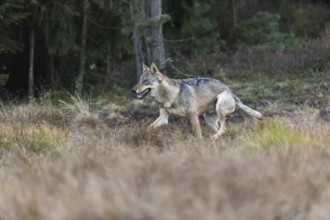 One young male eurasian gray wolf (Canis lupus lupus) running over a meadow with tall grass. A dark