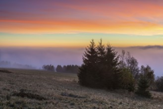 Sunrise with intense morning red on Rauhhügel, spruces on mountain meadow, morning mist in the