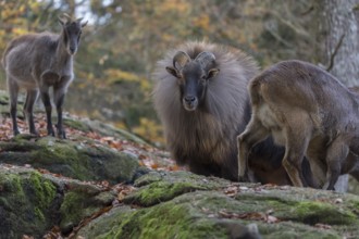 One female and one male Himalayan Tahr (Hemitragus jemlahicus) standing in a forest. Green and