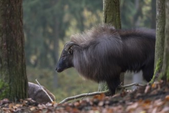 One male Himalayan Tahr (Hemitragus jemlahicus) standing in a forest. Green and yellow forest in