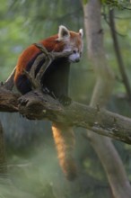 One red panda, Ailurus fulgens, sitting on a branch of a dead tree. Wonderful backlit scene