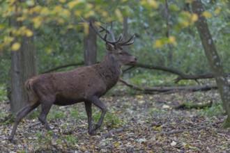 Red Deer buck standing in dense forest in autumn