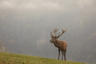 One Red Deer stag (Cervus elaphus) in rutting season, standing calling on a green meadow. A forest