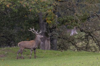 One Red Deer stag (Cervus elaphus) at the rutting season, standing on a green meadow. A forest in