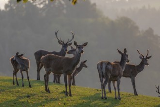 A herd of red deer (Cervus elaphus) standing on a meadow in backlit condition. Fog in the