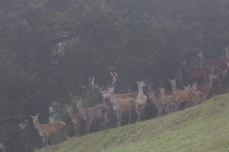 Red Deer buck and doe standing on a meadow in autumn. Fog and trees in the background