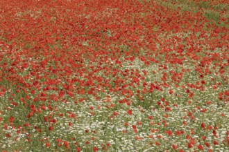 Field of marguerite and red poppy