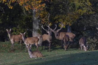 A herd of red deer (Cervus elaphus) standing on a meadow, with autumnal forest behind