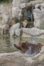 One Kamchatka brown bear (Ursus arctos piscator), bathing in a pond with a small cascade in the