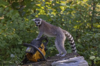 One ring-tailed lemur (Lemur catta) with a chainsaw on a log. A green forest in the background