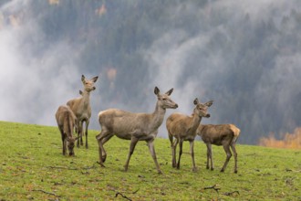 Six female red deer (Cervus elaphus) stand on a meadow. Early morning light with a forest in mist