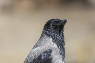 Portrait of an adult carrion crow, Corvus corone