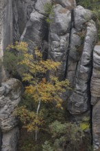 Trees growing on rocks. Fall foliage in the bohemian paradise. Prachov Rocks (Czech: Prachovské