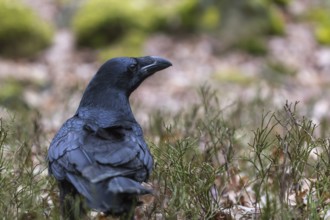 One common raven (Corvus corax), sitting on a green mossy rock with some vegetation in the