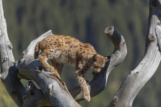 One Eurasian lynx, (Lynx lynx), standing high up on a dead tree. Frontal view with mountains and