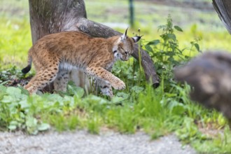 One Eurasian lynx, (Lynx lynx), playing between trees and some green vegetation. Sideview