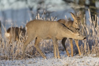 Roe deer standing in hoar frosted dead stinging nettle at minus 15 °C at sunrise. Licking off the