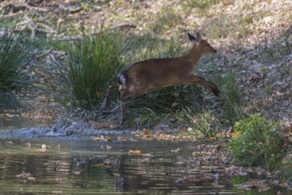 Vietnamese Sika Deer doe, Cervus nippon pseudaxis, running through a shallow pond with green reed