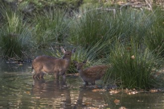 Flock of Vietnamese Sika Deer, Cervus nippon pseudaxis, standing in a shallow pond feeding on the