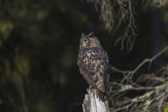 One Eurasian Eagle Owl, Bubo bubo, sitting on grey tree stump, a dark forest in the background.