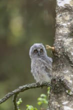 One young long-eared owl (Asio otus), sitting on a branch of a tree. Green vegetation in the