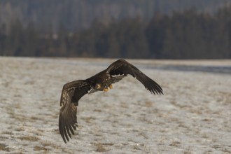 One white-tailed eagle (Haliaeetus albicilla) flying over a snow covered field in bright sunlight