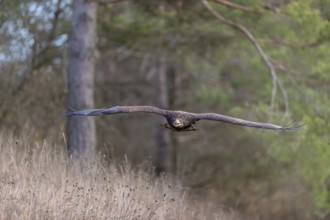 One white-tailed eagle (Haliaeetus albicilla) flying off of a pine tree standing in dry grass on