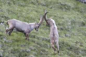 Two adult ibex (Capra ibex) play fighting on 2500 m sea level in the Hohe Tauern National Park