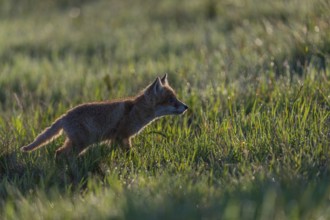 One young red fox, Vulpes vulpes, walking over a meadow with tall fresh grass in early morning