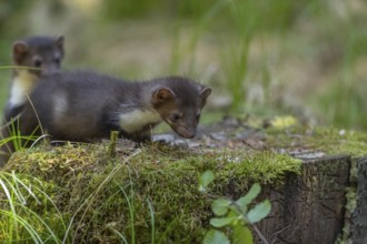 Two beech marten (Martes foina), playing on the forest floor between green vegetation